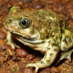 close-up of a green frog sitting on the ground covered in pebbles
