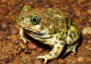 close-up of a green frog sitting on the ground covered in pebbles